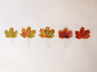 COLOUR STORY: Why do leaves change colour in Autumn?