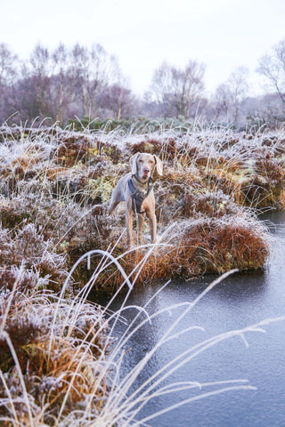 February Diary: Glorious Bog Trotters