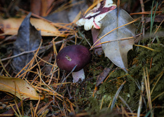 Mushroom Foraging : An excuse to play outside