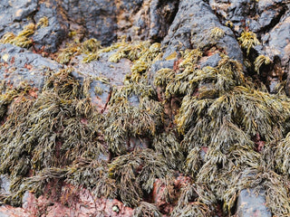 The Seaweed Foragers Guides: Understanding the intertidal zone.