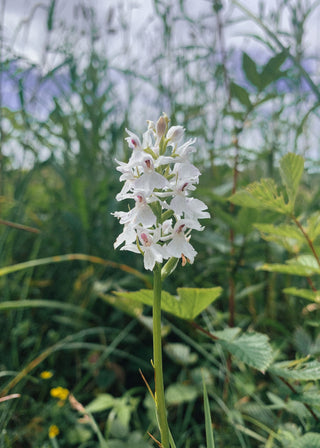 HABITATS: Summer Wildflowers on the Long Acre