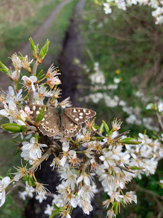 HABITATS: Spring flowers on the Long Acre.