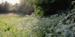 Floral Meadow