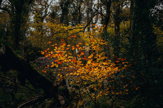 Autumn Printmaking Series: Nature Printing at Home