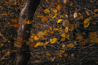 Autumn Printmaking Series: Nature Printing at Home