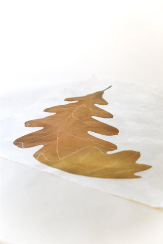 Oak Leaf