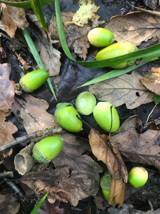 Acorn Sprouter.