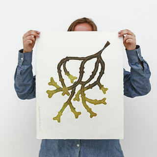Seaweed Print Bundle (6)